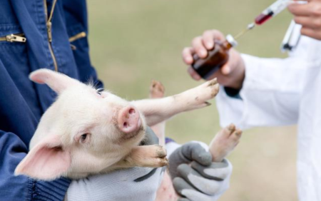 非瘟防控秘籍——生物安全篇：对抗非洲猪瘟，打一场攻坚战