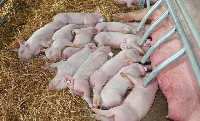 母猪是猪场的发动机，妊娠期间需要小心饲喂！