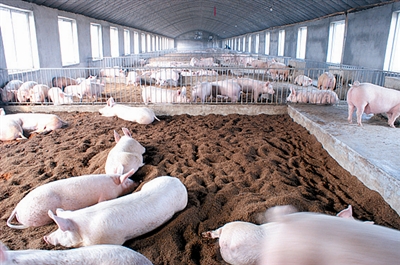 猪场粪污技术异位发酵床处理，当选2018年十项重大引领性农业技术!
