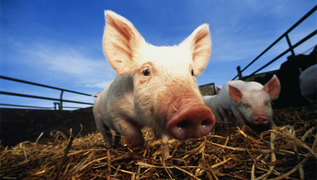 解析：中国首个非洲猪瘟分离毒在猪体的复制规律和致病性研究