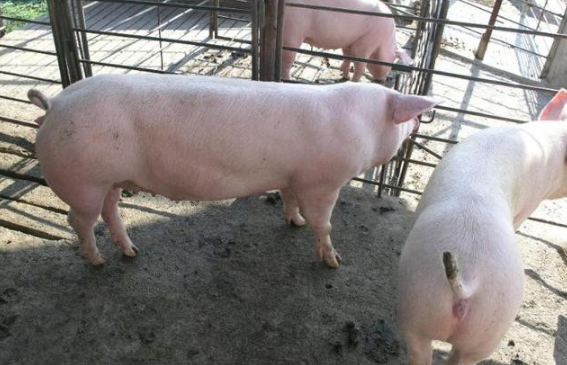 养猪必知,五大种猪系列优缺点