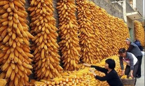 吉林省玉米迎来两大重磅消息，玉米价格或上涨！