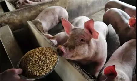 专家说法：“猪瘟”当下，规模场和农村散户哪个更符合国情？