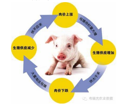猪价突破25-30元/公斤不是梦！中国猪周期上行将拉动全球猪价上涨......