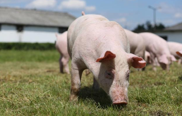 非洲猪瘟之下，养猪人应该如何规划自己的猪场？