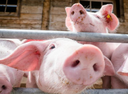 大连市：明年底畜禽养殖规模减至419.5万头标准猪
