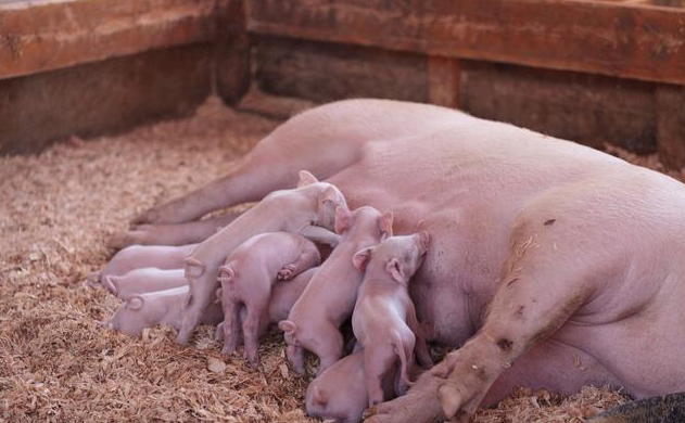 老猪倌养猪经验分享：后备母猪的饲养和管理