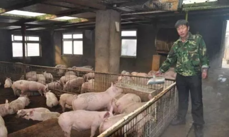 猪价变化的风向标—东北三省率先开涨，能否带动猪价的全面上涨？