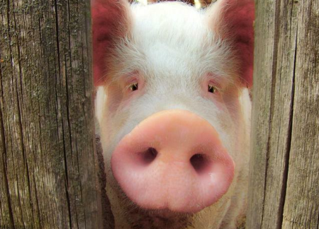 猪价上涨地区增多，四月生猪行情如何？专家:或将重现三月涨势