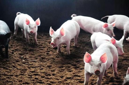 猪价上涨走势可期，新五丰大迈步迎猪价反转春风