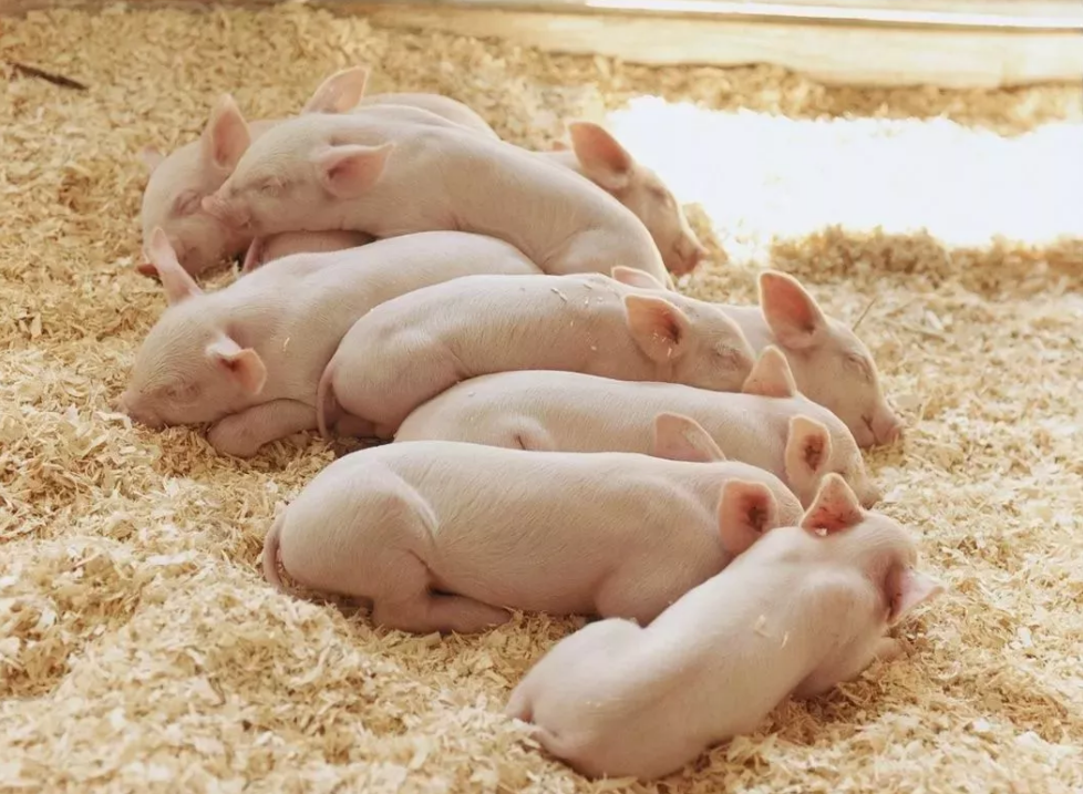 配种母猪产仔少的原因是什么？ 养殖户：要搞养殖先防疫