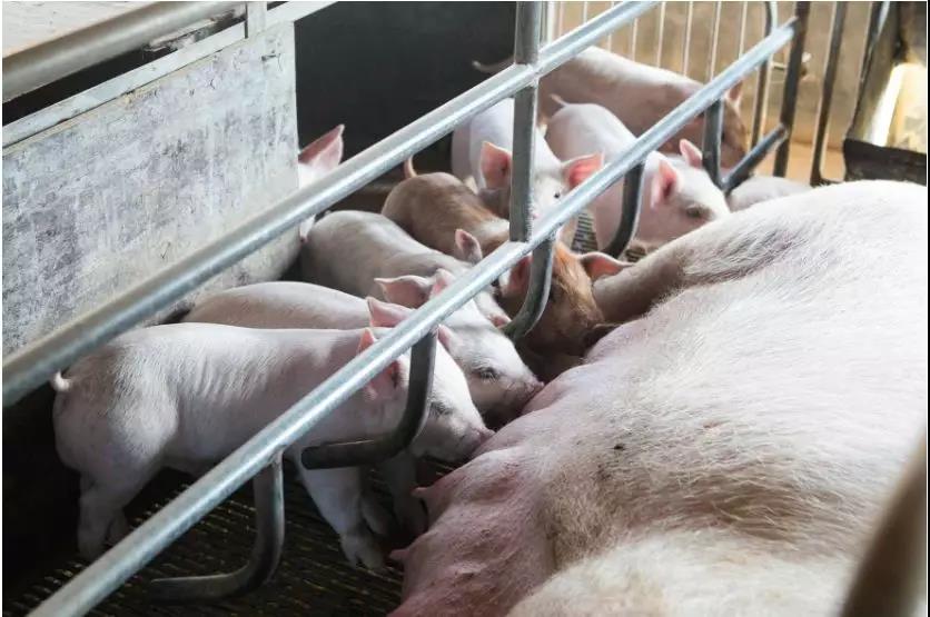2019金猪年有猪就能发财，尤其是有母猪！