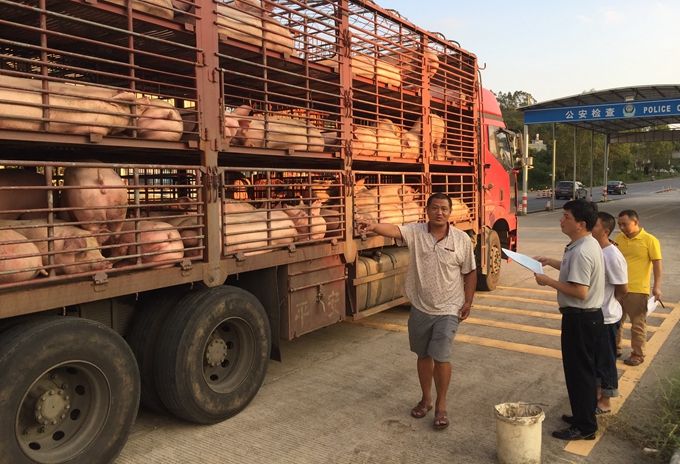 湖北发布非瘟期间生猪及产品违规调入清单，这8个省份不能调运30公斤以上生猪