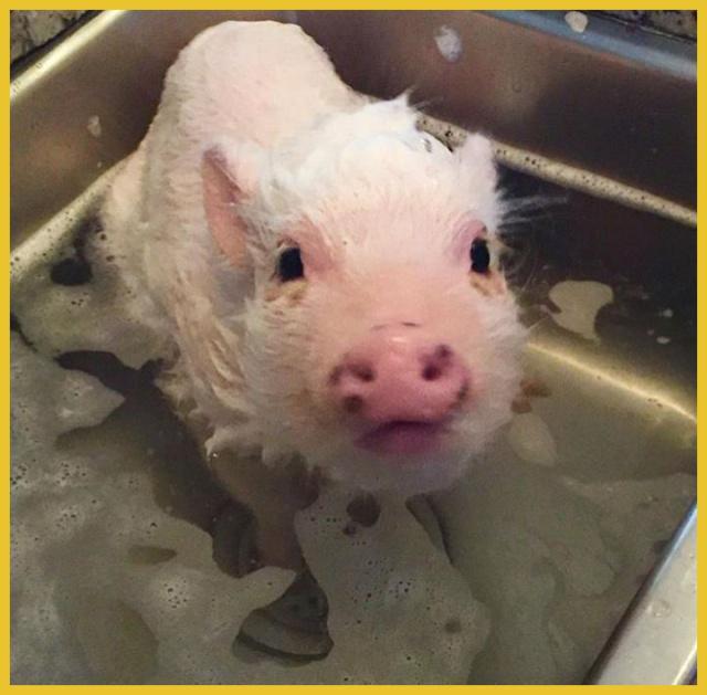 人家根本没有可以变干净的生活条件……猪其实是非常喜欢洗香香的呢