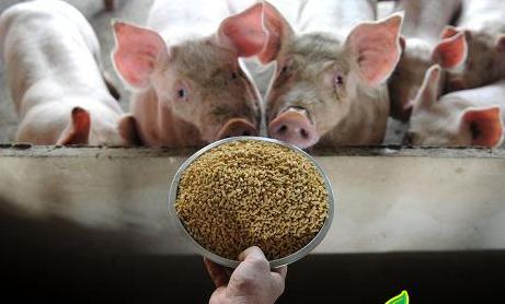 饲料究竟和非洲猪瘟有多大关系？