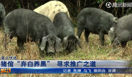 农村大哥养800头黑山猪，每天在500亩山林里狂奔，一年以上才出栏！