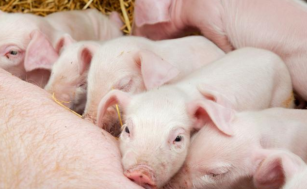 养猪妙招：木炭喂猪，分享木炭在养猪中的作用！