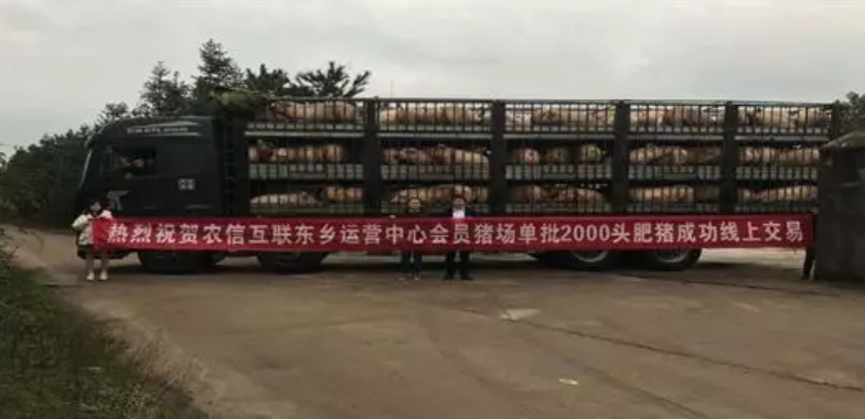 “助养”你听过吗？给贷款有保险卖猪还有补贴！