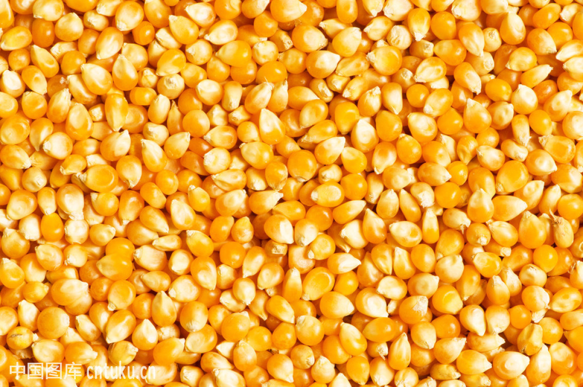 2019年04月13日全国各省玉米价格及行情走势报价表