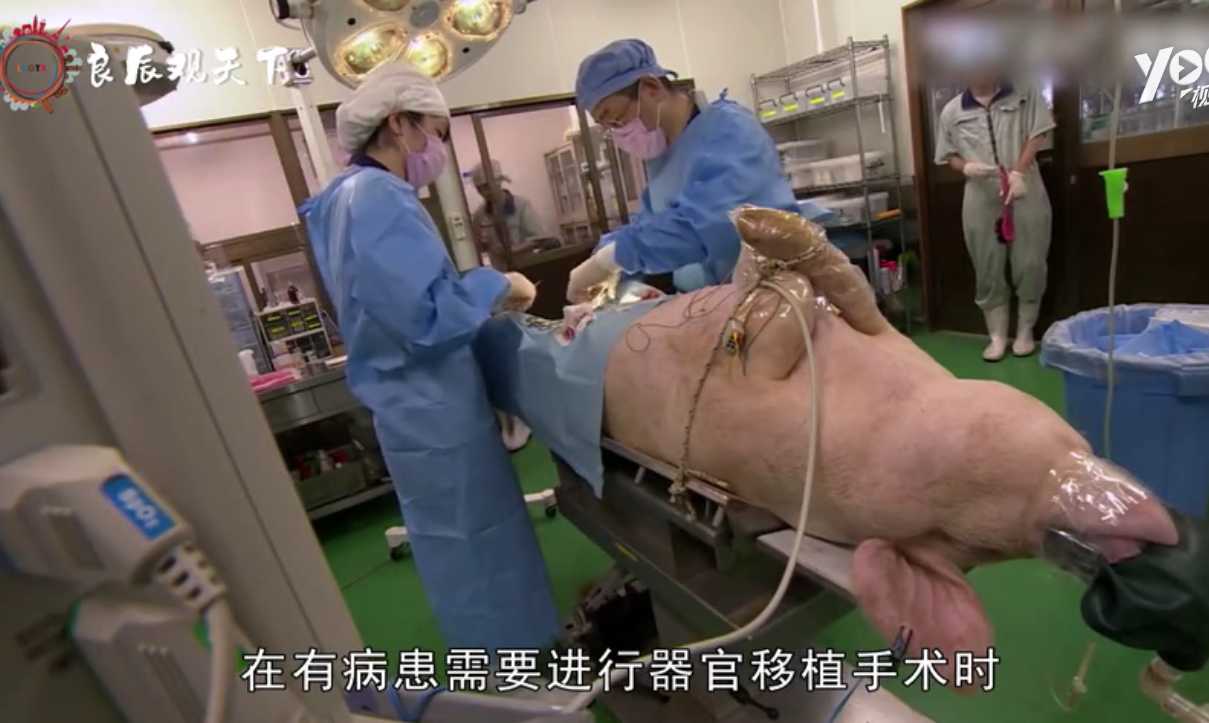 日本人养了17头半人半猪，体内长着人的器官，用途让人不敢相信！