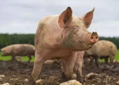 非瘟肆虐或致全球肉价上涨，是时候囤猪肉了吗？