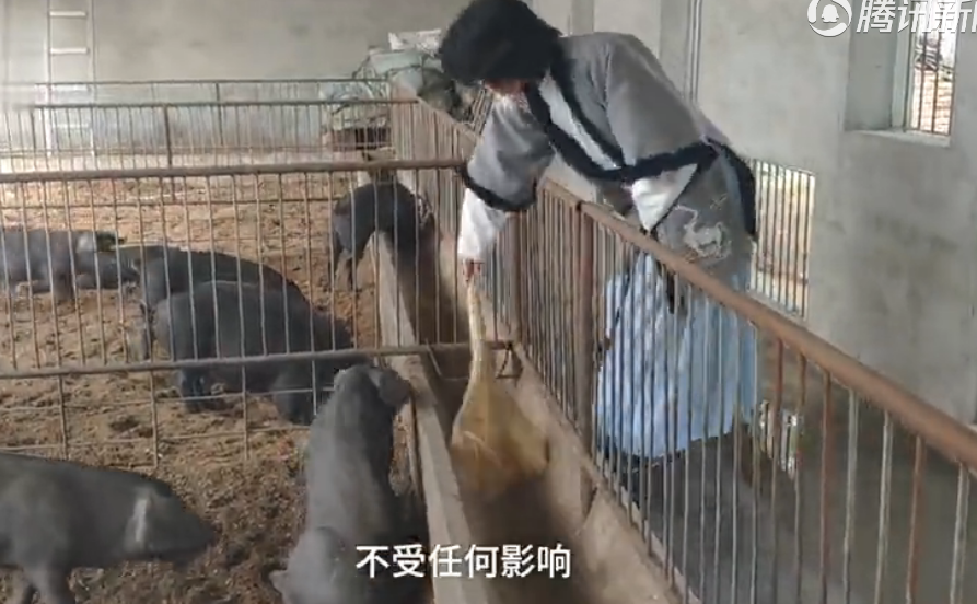 80后小伙穿汉服养猪：汉服是爱好，养猪是事业，两者不影响