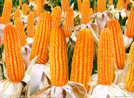 2019年04月15日全国各省玉米价格及行情走势报价表