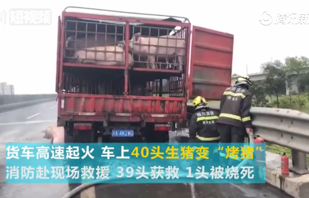货车高速起火车上40头生猪差点变“烤猪”