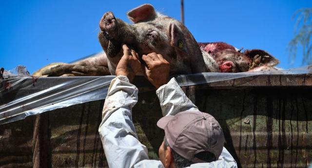 南非西北省检测出非洲猪瘟病毒