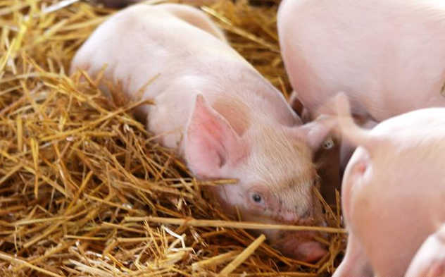 非瘟疫情致母猪产能锐减，购买健康仔猪成养猪人难题！