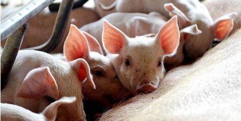 全国“小非”疫情持续存在，母猪保健时机选择的建议