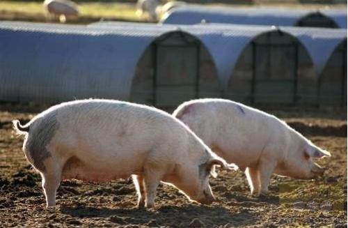 一季度辽宁生猪报告，产能下降生产恢复缓慢