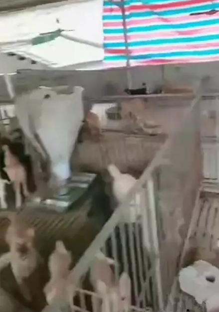猪好多网