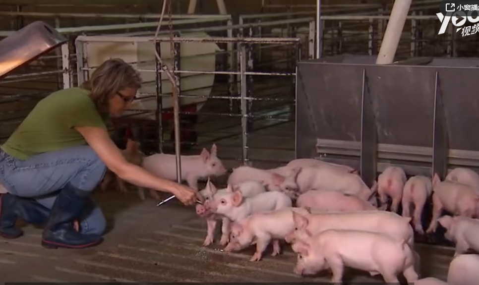 1个人能养3000头猪？美国养猪技术