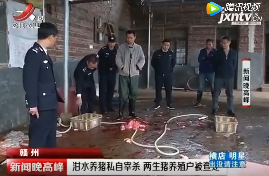 泔水养猪私自宰杀 两生猪养殖户被查处