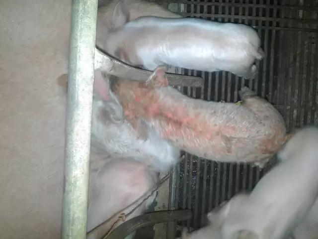 “猪油皮病” 春季谨防仔猪渗出性皮炎