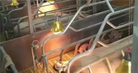 养猪有五怕，日常养猪生产过程中得时刻注意！