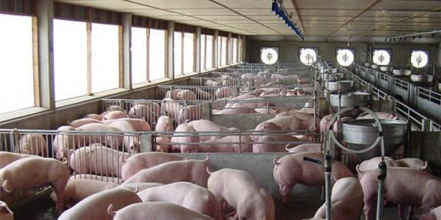 中国鼓励养猪户扩大产量 美媒：满足需求稳定价格