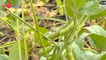 大豆消费淡季价格连续上涨 去年减产仍是主因