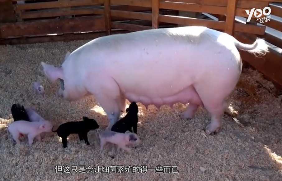 猪肉可以在冰箱里面放多久？专家：超出这个时间，里面全是“寄生虫”