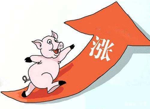 猪价全线上涨，全国生猪价格飘红地区增加，新一轮上涨开启？