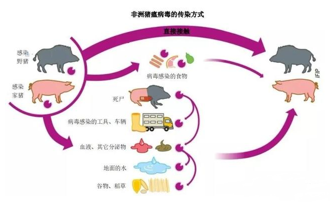猪好多网