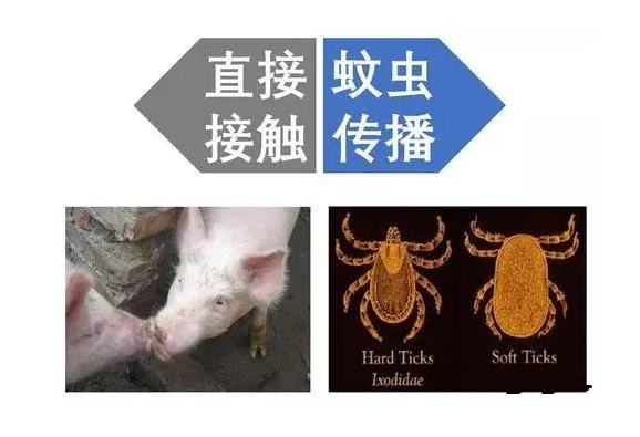 猪好多网