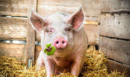 饲料企业想要活下去，家庭猪场能救命！