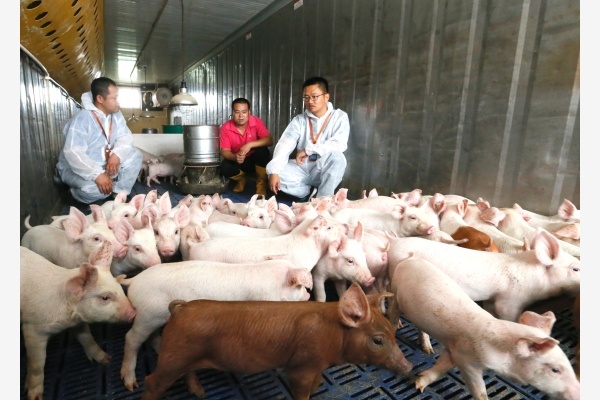 非洲猪瘟导致中国缺猪，十年罕见猪周期引发通胀担忧