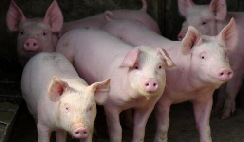 朱增勇：非洲猪瘟下的中国猪肉市场展望