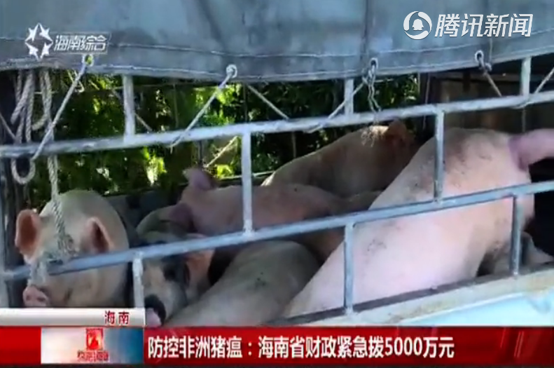 防控非洲猪瘟：海南省财政紧急拨5000万元