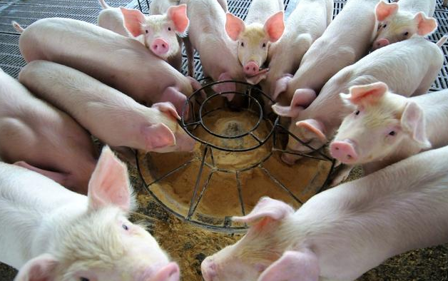 各阶段猪饲料的最佳粉碎粒度，影响猪只的生长和免疫