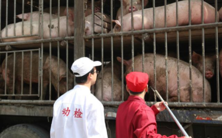 海口全力防控非洲猪瘟 设61个临时检查消毒站 保猪肉供应稳定