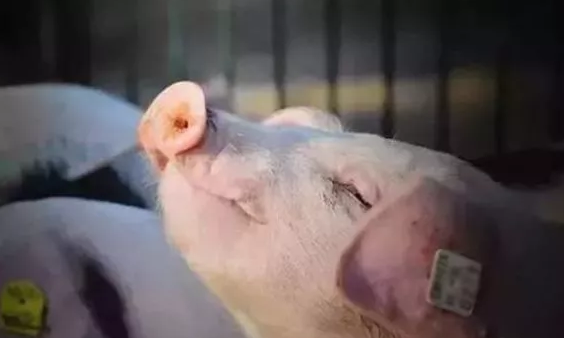 猪好多网